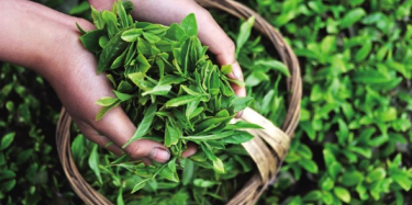 第十四屆中國（深圳）國際茶產(chǎn)業(yè)博覽會暨紫砂、陶瓷、紅木、茶具用品展